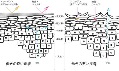 皮膚の細胞断面