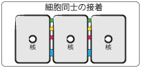 細胞同士の接着