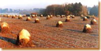 落花生の野積の写真