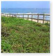 太東海浜植物群落の写真