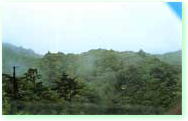 清和県民の森