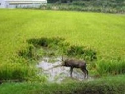 田を荒らすイノシシ