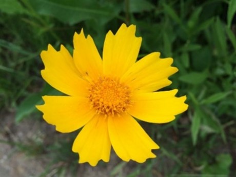 オオキンケイギクの花