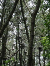写真説明コロニーの様子。松林にサギの巣が沢山つくられています