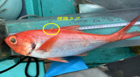 標識タグを付けたキンメダイ