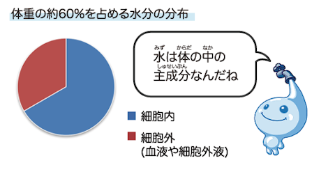 体重の約60%を占める水分の分布、細胞内に約3分の2が、細胞外(血液や細胞外液)に約3分の1が含まれるよ