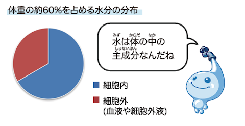 体重の約60％を占める水分の分布、細胞内に約3分の2が、細胞外(血液や細胞外液)に約3分の1が含まれるよ