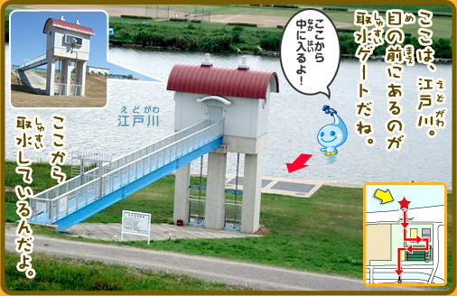 ここは、江戸川。目の前のあるのが取水ゲートだね。ここから取水しているんだよ「ここから中に入るよ！」