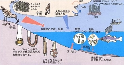 干潟の生態のイラスト