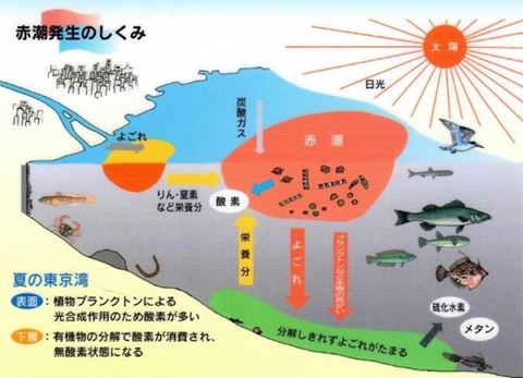 赤潮発生のしくみ（トミタイチロー作イラスト）