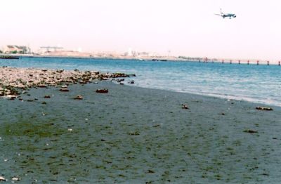 大田区京浜島つばさ公園