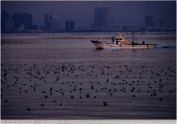 浦安市三番瀬