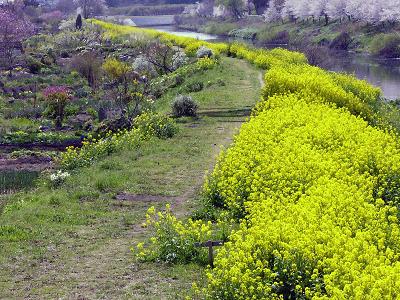 花見川・勝田川合流付近