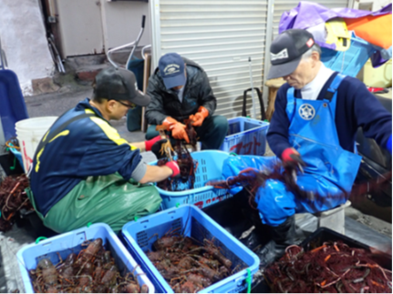 イセエビを錦糸網から外す様子