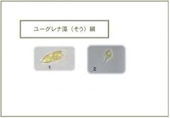 印旛沼で見られるユーグレナ藻綱のプランクトンの写真