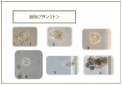 印旛沼で見られる動物プランクトンの写真