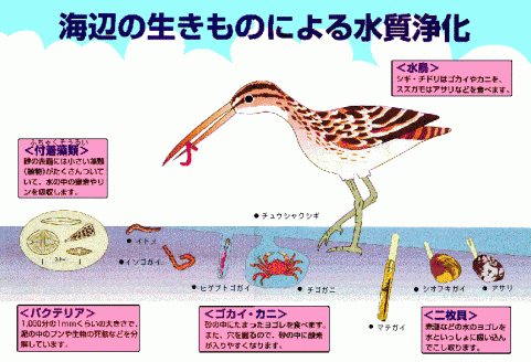 海辺の生き物による水質浄化